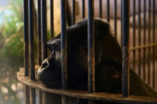 gorille thailande