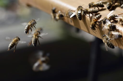 abeilles urbaines