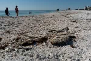 Des poissons morts sur la plage de Lido Key Beach, affectée par le phénomène de marée rouge