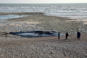 Un rorqual échoué sur une plage 