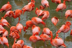 Des flamands roses dans la Grande Volière sud-américaine du ZooParc de Beauval