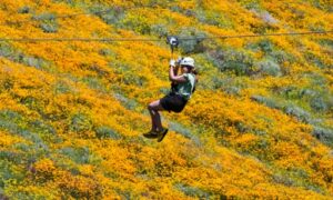 une femme survole en tyrolienne un parterre de fleurs sauvages