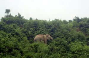 Un éléphant sauvage 