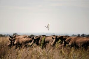 Des rhinocéros blancs sauvages