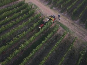 Vendanges dans les rangs de cépage Tannat