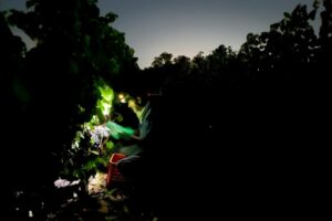 Les vendanges débutent à la pointe du jour, avant les chaleurs