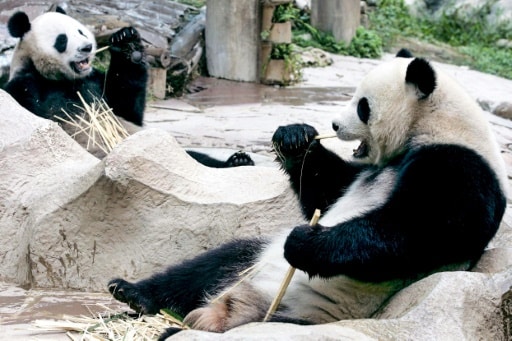 Les pandas géants