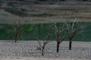 Les berges asséchées du marais 