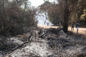 Une parcelle de forêt brûlée