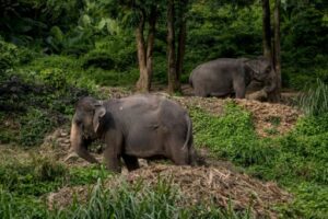 Deux éléphants non loin d'un hôtel 