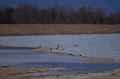 Des canards nagent dans le lac Prespa