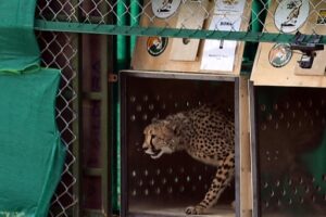 Arrivée d'un guépard au parc national de Kuno