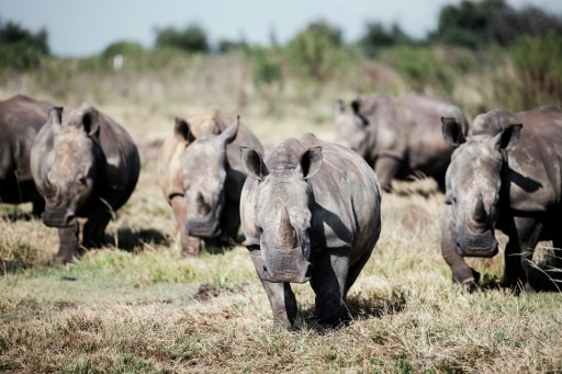 Des rhinocéros blancs sauvages