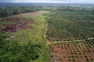 Vue aérienne d'une plantation de palmiers à huile