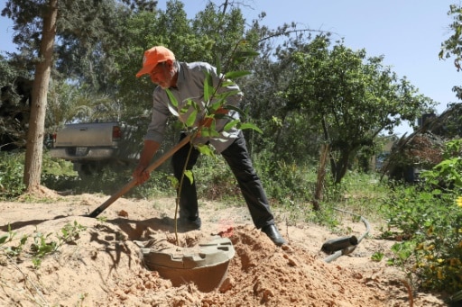 Khalifa Ramadan, fondateur de l'association "Les amis de l'arbre", plante un arbre
