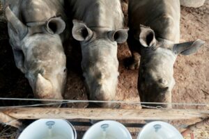 Des bébés rhinocéros blancs de trois mois nourris 