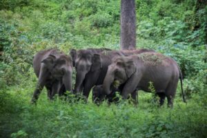 Un troupeau d'éléphants sauvages 