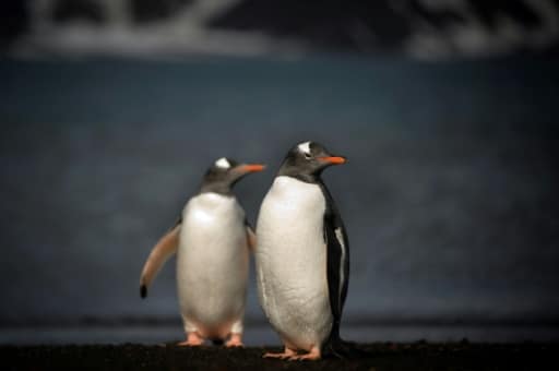 Des manchots sur l’Île de la Déception, au large de la Péninsule Antarctique