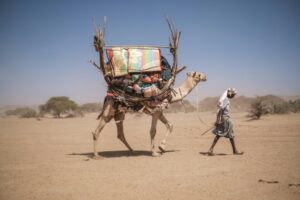 Un homme transporte ses marchandises sur le dos d'un chameau 