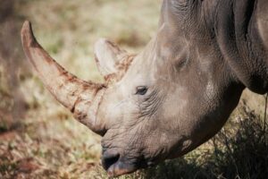 Un rhinocéros blanc 