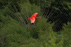 Un ibis rouge dans la Grande Volière sud-américaine du ZooParc de Beauval