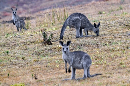 kangourou famine tuer abattre
