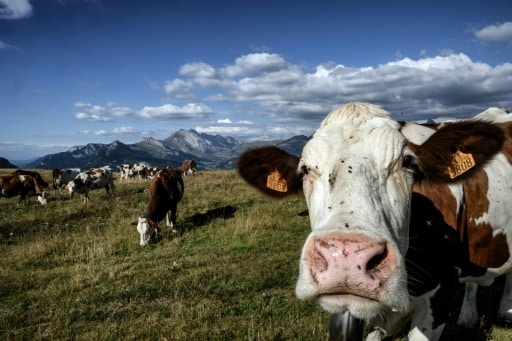vaches cliumat méthane cour des comptes climat emission