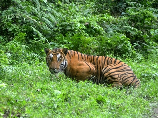 tigre biodiversité et climat