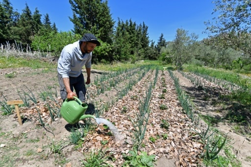 tunisie permaculture