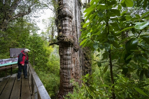 chili arbre 75 000 ans