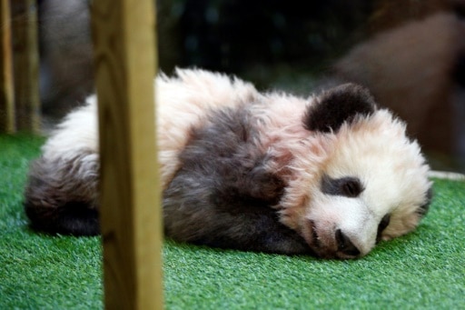 panda beauval retour en chine