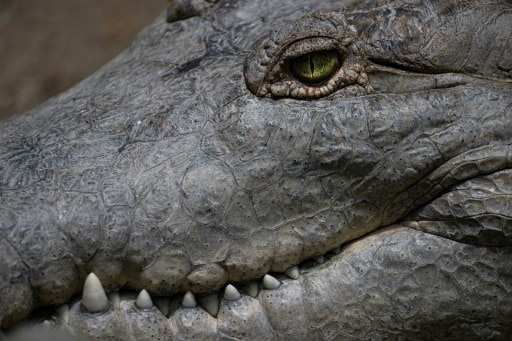 crocodile de l'Orénoque