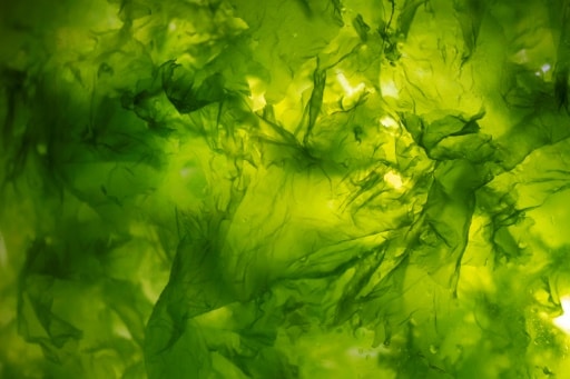 algues climat sauver pas suffisant