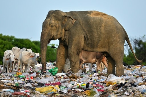 Un éléphant sauvage ingurgite des déchets plastiques dans une décharge