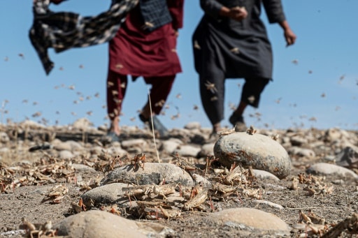 afghasnistan criquets agriculteurs paysans invasion