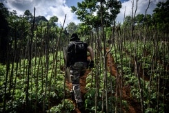 Un homme dans une plantation