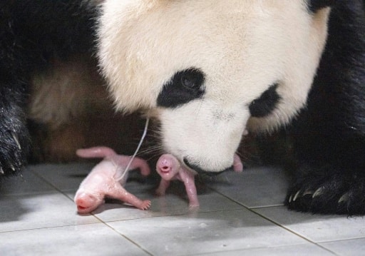 corée du sud pandas géants naissance