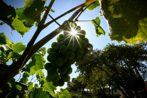 vignes changement climatique vignerons aude cepages