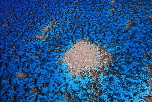 oceans coraux canicule