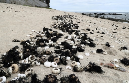 oursins la réunion morts plages
