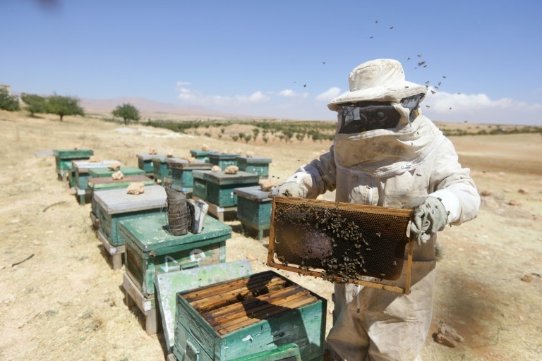 apiculteurs changement climatique