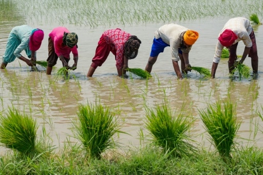 riz climat crise prix