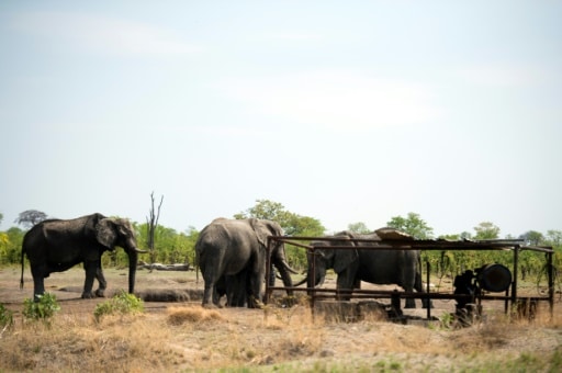 manque d'eau migration éléphants zimbabwe