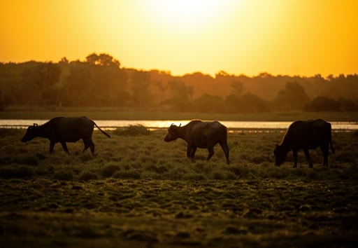 Na ilha brasileira do Marajó, os búfalos asiáticos tornaram-se essenciais