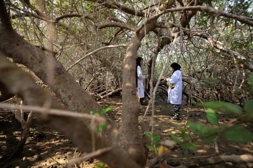 oman mangroves restauration