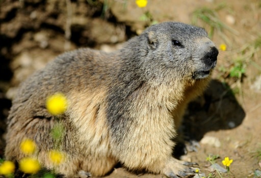 chasse a la marmotte savoie