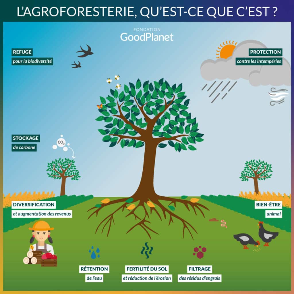 agroforesterie goodplanet