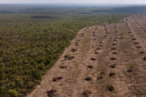 déforestation mauvaise voie monde