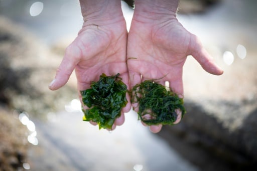 moyen age alimentation plantes algues plantes aquuatiques