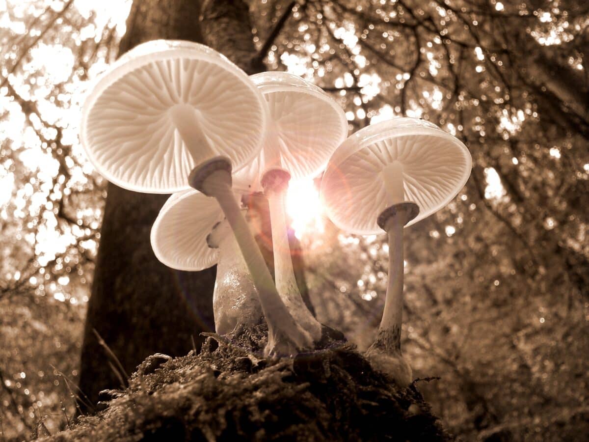 champignons marc andre selosse sols mycelium fungi